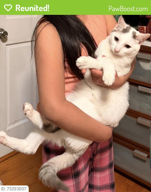 Reunited Male Cat last seen Division St Brockton Ma, Brockton, MA 02301