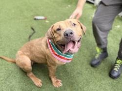 Shelter Stray Female Dog last seen Tied to a bench in Central Park, NEW YORK, NY, 10029, 326 E 110th St, New York, NY 10029, USA