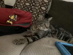 Reunited Male Cat last seen Powell middle school, Littleton, CO 80122