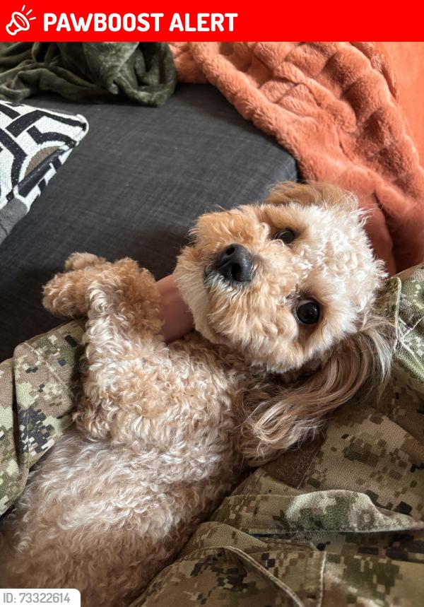 Lost Male Dog last seen Jubilee Park, Spruce Grove, AB T7X 0H1