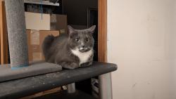 Reunited Female Cat last seen Saratoga road, Brookline road, Mourningkill Dr- In addition to this, there are two gas stations right next to one another. One is Valero and then right across the street. There's another one., Ballston Spa, NY 12020