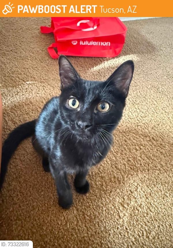 Found/Stray Female Cat last seen Cortaro, Tucson, AZ 85741