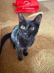 Found/Stray Female Cat last seen Cortaro, Tucson, AZ 85741