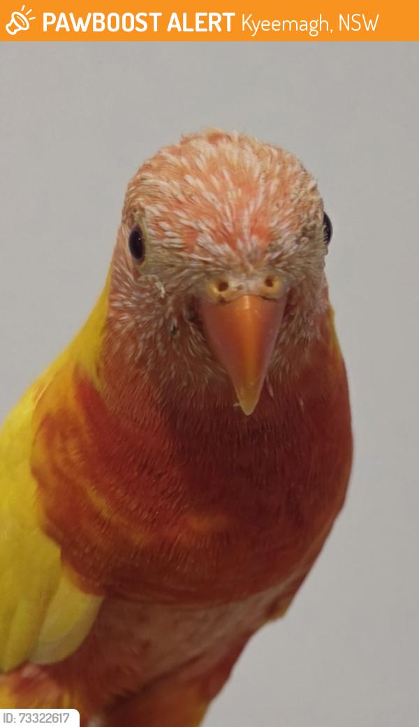 Found/Stray Unknown Bird last seen Kyeemagh, Kyeemagh, NSW 2216