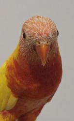 Found/Stray Unknown Bird last seen Kyeemagh, Kyeemagh, NSW 2216