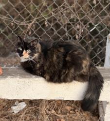 Lost Female Cat last seen N Donna st, Oak View, CA 93022