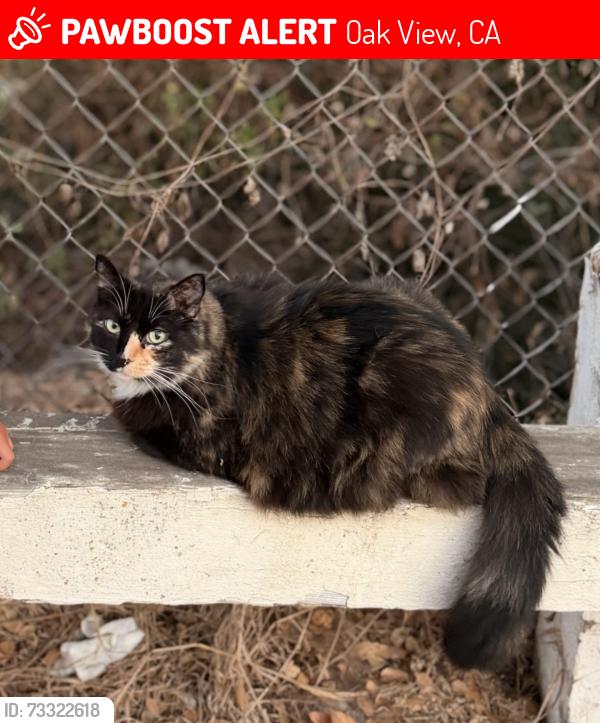 Lost Female Cat last seen N Donna st, Oak View, CA 93022