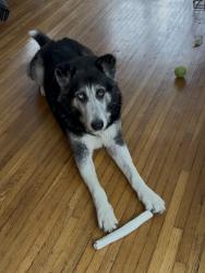 Reunited Male Dog last seen Wilmington, CA, Los Angeles, CA 90744