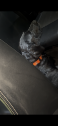 Found/Stray Male Dog last seen Lake joy road, Warner Robins, GA 31088