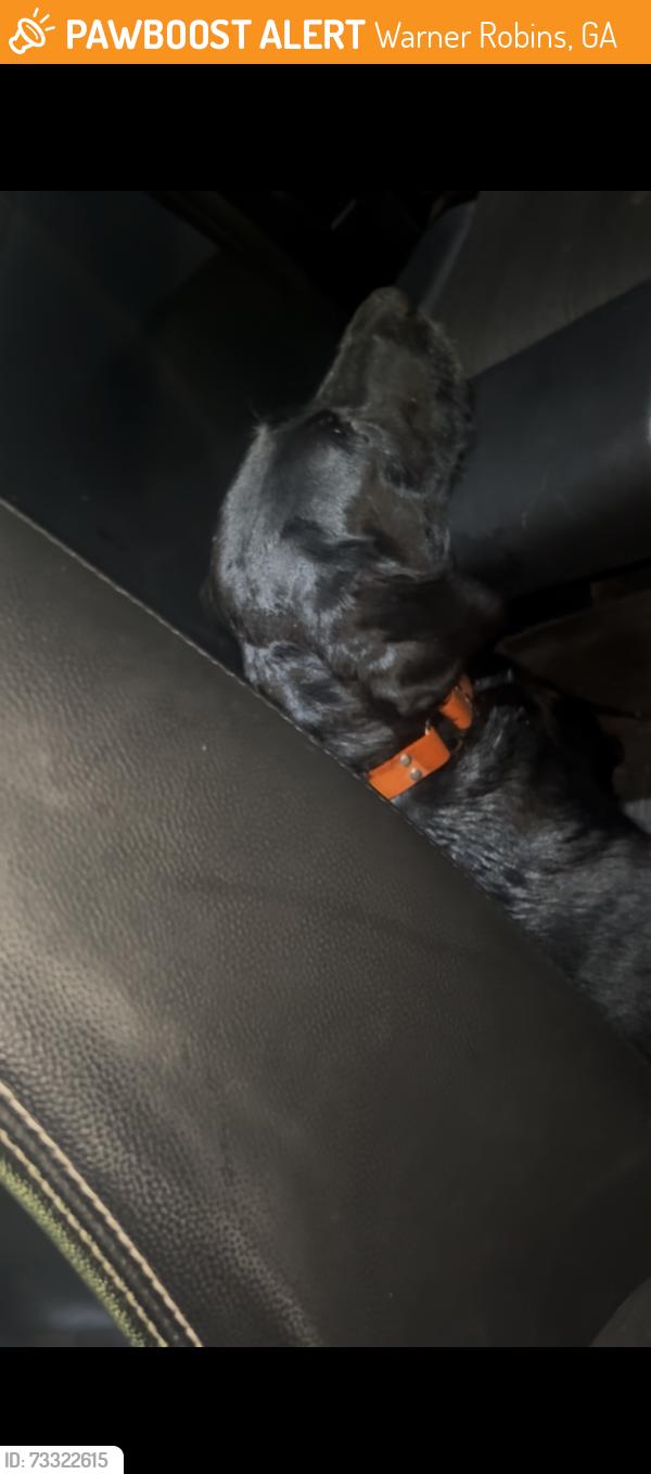 Found/Stray Male Dog last seen Lake joy road, Warner Robins, GA 31088