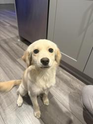Found/Stray Male Dog last seen Dudley Ave and Arroyo St, Pomona, CA 91768