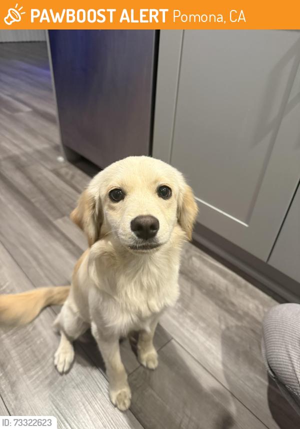 Found/Stray Male Dog last seen Dudley Ave and Arroyo St, Pomona, CA 91768
