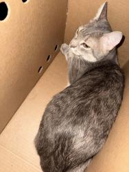 Found/Stray Unknown Cat last seen The Row, Gainesville, FL 32601