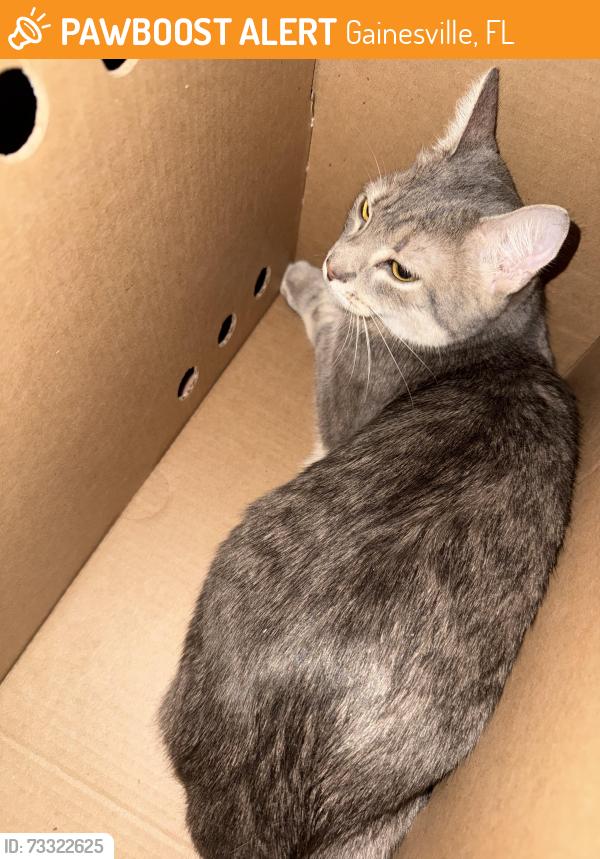 Found/Stray Unknown Cat last seen The Row, Gainesville, FL 32601