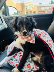 Reunited Male Dog last seen Near Garland St, Memphis, TN 38104, USA, Memphis, TN 38104