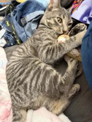 Lost Unknown Cat last seen Landmark Mews and Stevenson Park, Alexandria, VA 22304