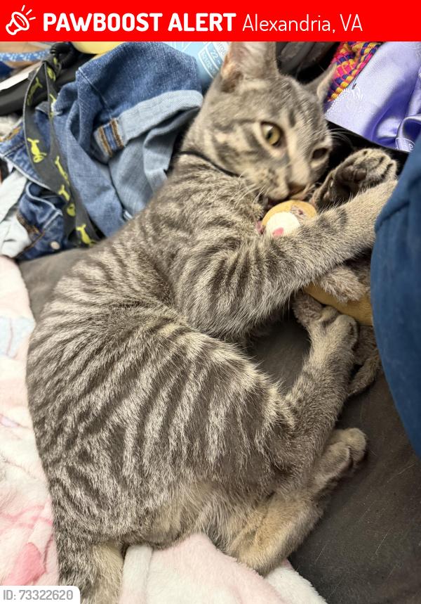 Lost Unknown Cat last seen Landmark Mews and Stevenson Park, Alexandria, VA 22304