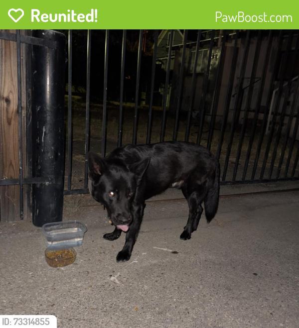 Reunited Male Dog last seen 5th street & mission inn area, Riverside, CA 92502