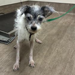 Shelter Stray Female Dog last seen , 361 S Raymond Ave, Pasadena, CA 91105, USA