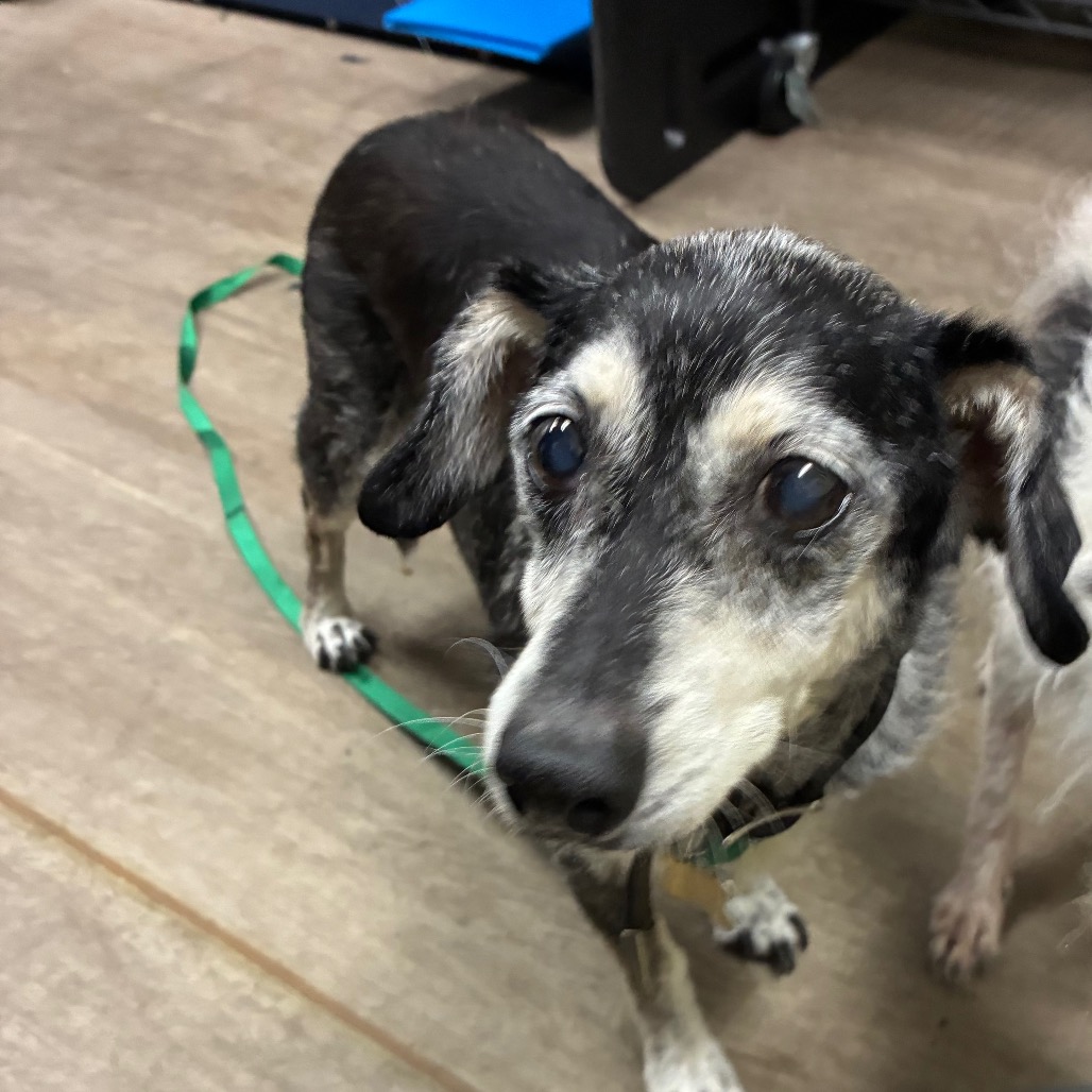 Shelter Stray Male Dog last seen , 361 S Raymond Ave, Pasadena, CA 91105, USA