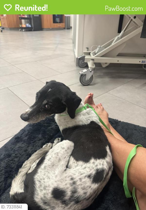 Reunited Male Dog last seen Riverside Golf course, N. Boswell and Brookside Drive - south of Bell, Sun City, AZ 85351