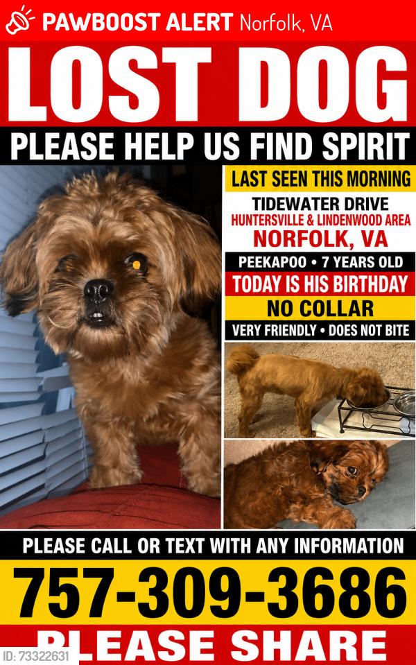 Lost Male Dog last seen Tidewater Dr, Norfolk, VA 23504