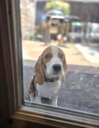 Reunited Female Dog last seen Pasadena and Burnett, Long Beach, CA 90806