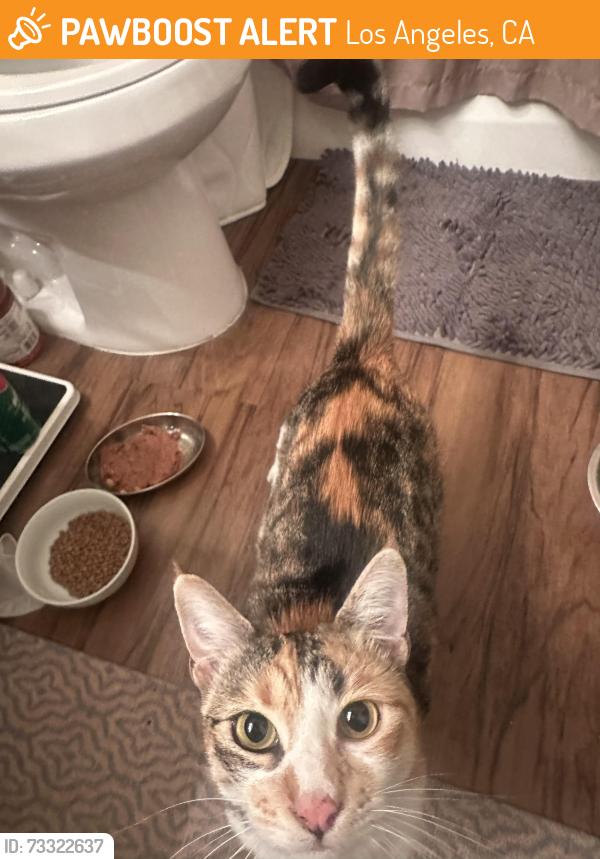 Found/Stray Female Cat last seen Figuerora and Pico, Los Angeles, CA 90015