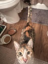 Found/Stray Female Cat last seen Figuerora and Pico, Los Angeles, CA 90015