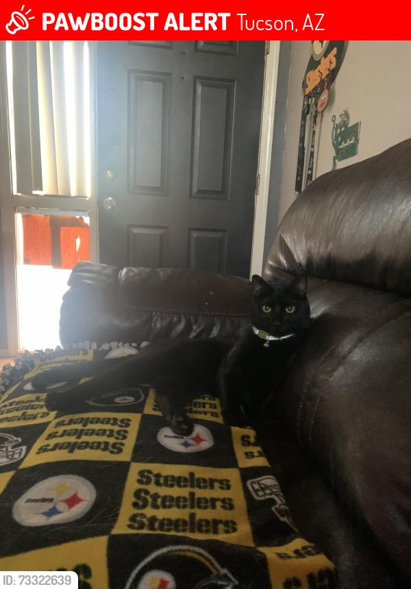 Lost Male Cat last seen Thornydale and Overton, Tucson, AZ 85742
