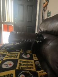 Lost Male Cat last seen Thornydale and Overton, Tucson, AZ 85742