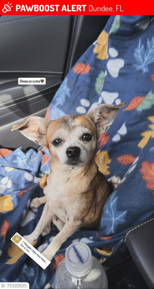 Lost Female Dog last seen Dundee florida, Dundee, FL 33838