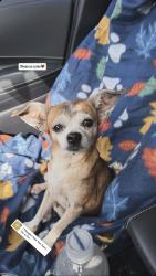 Lost Female Dog last seen Dundee florida, Dundee, FL 33838