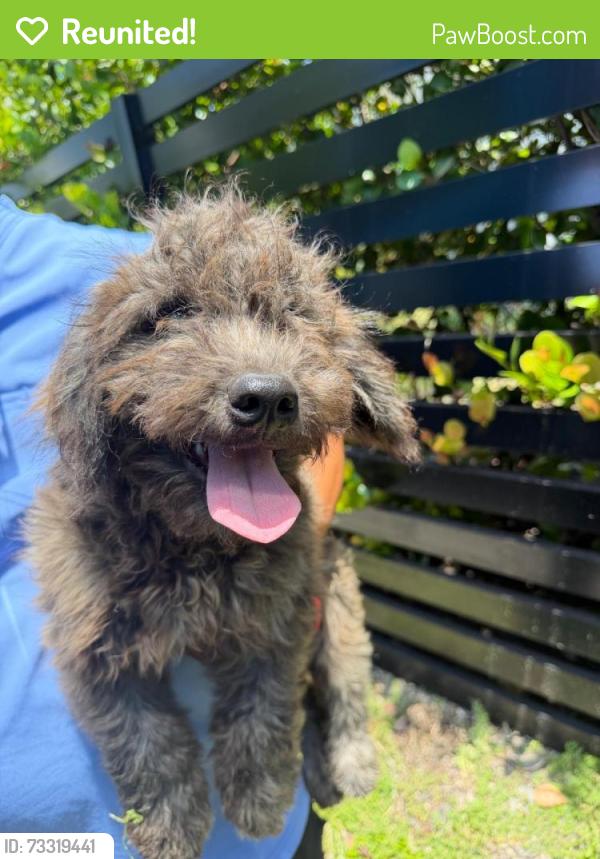 Reunited Male Dog last seen SW 115 St, Davie, FL 33325