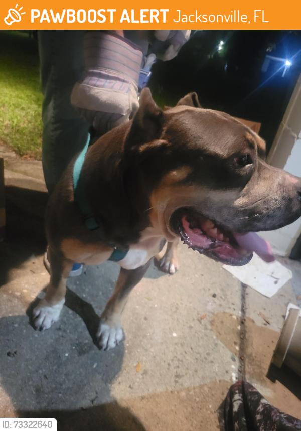 Found/Stray Male Dog last seen 103rd and Janmes, Jacksonville, FL 32210