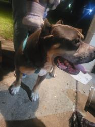 Found/Stray Male Dog last seen 103rd and Janmes, Jacksonville, FL 32210