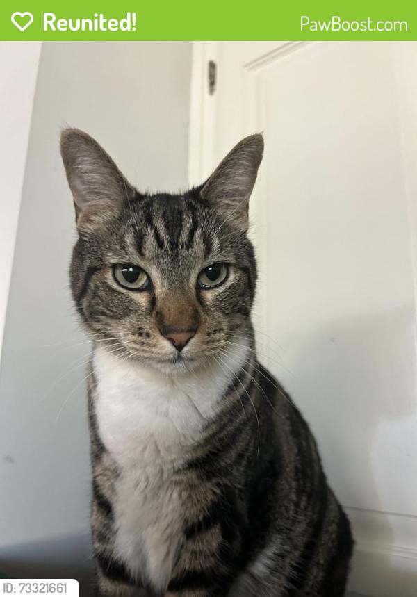 Reunited Male Cat last seen Barstow & marks, Fresno, CA 93711