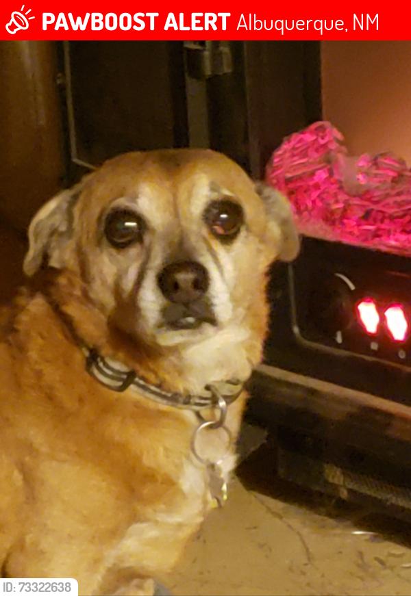 Lost Male Dog last seen Pat Hurley Park, lower heading to upper, Albuquerque, NM 87105