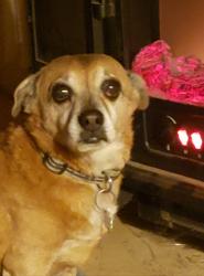 Lost Male Dog last seen Pat Hurley Park, lower heading to upper, Albuquerque, NM 87105
