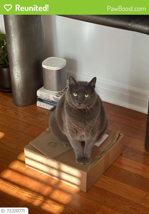Reunited Male Cat last seen On Fountain and Kingsley, Los Angeles, CA 90029