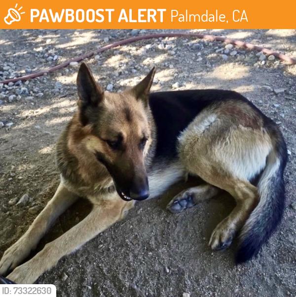 Found/Stray Male Dog last seen Vista San Gabriel Elementary School Palmdale, Palmdale, CA 93591