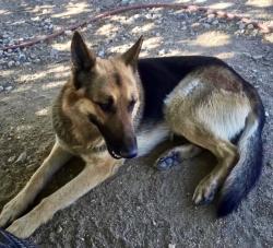 Found/Stray Male Dog last seen Vista San Gabriel Elementary School Palmdale, Palmdale, CA 93591