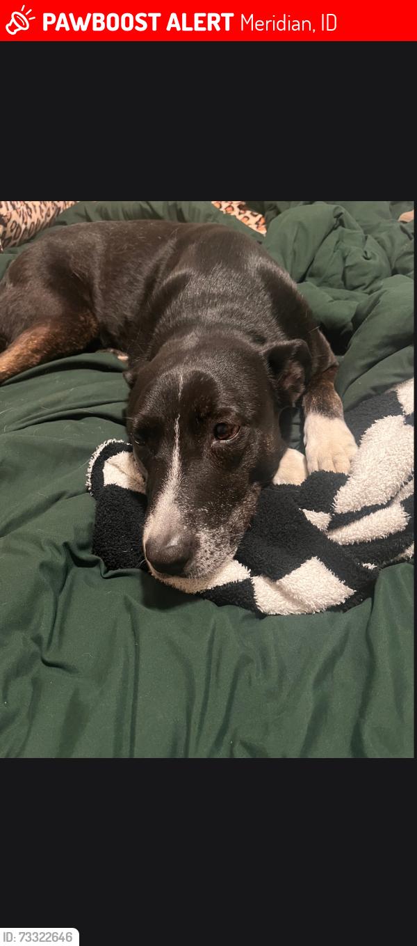 Lost Female Dog last seen Locust Grove and Overland, Meridian, ID 83713