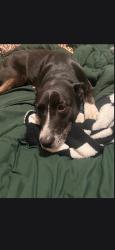 Lost Female Dog last seen Locust Grove and Overland, Meridian, ID 83713
