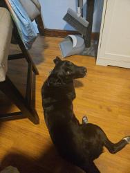 Lost Female Dog last seen Eastern Ave lynn, Lynn, MA 01902
