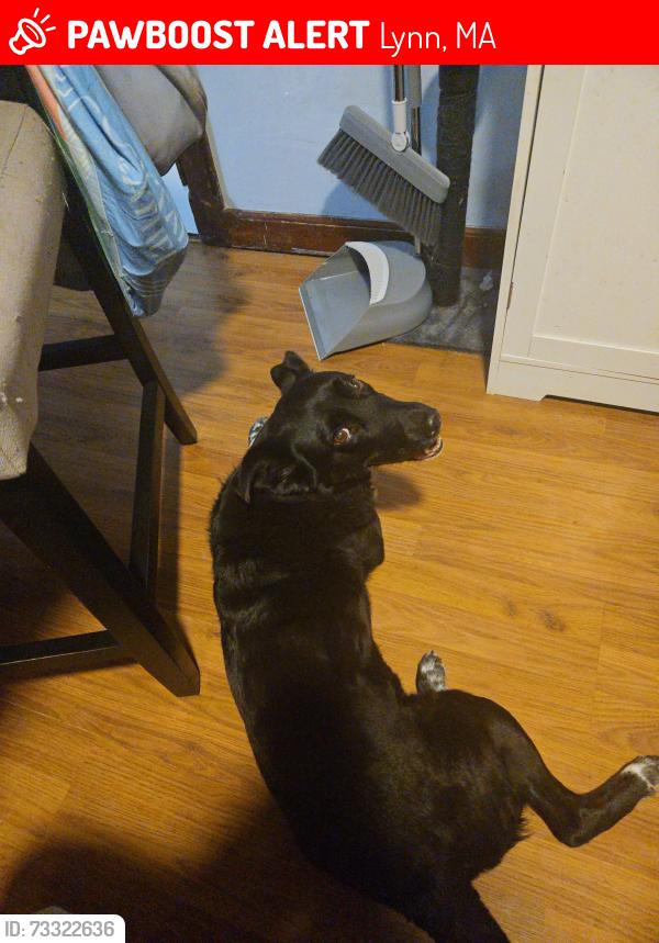 Lost Female Dog last seen Eastern Ave lynn, Lynn, MA 01902