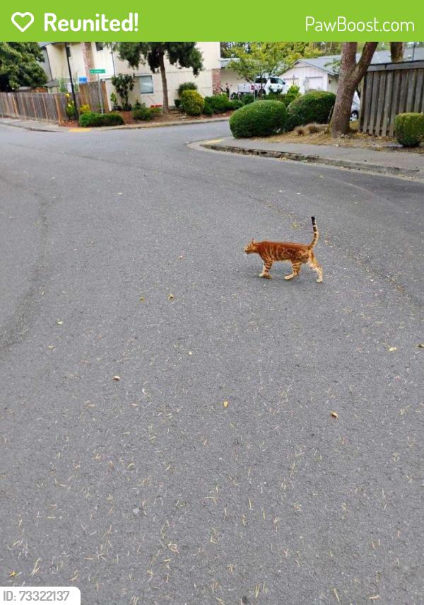 Reunited Unknown Cat last seen Camden Lane and Denny Road, Beaverton, OR 97008