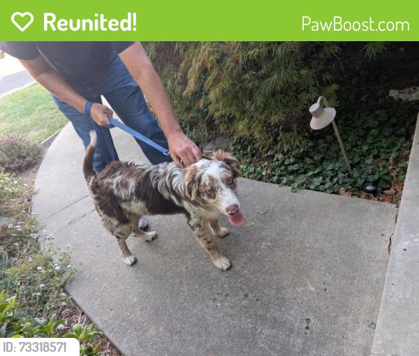 Reunited Male Dog last seen Payne Elementary, San Jose, CA 95130