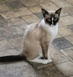 Reunited Male Cat last seen Spencer road.....32nd st ne. Conover, Conover, NC 28613