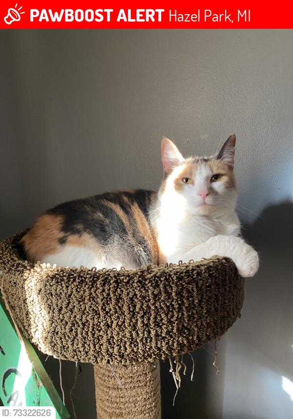 Lost Female Cat last seen Vance & Tucker, Hazel Park, MI 48030